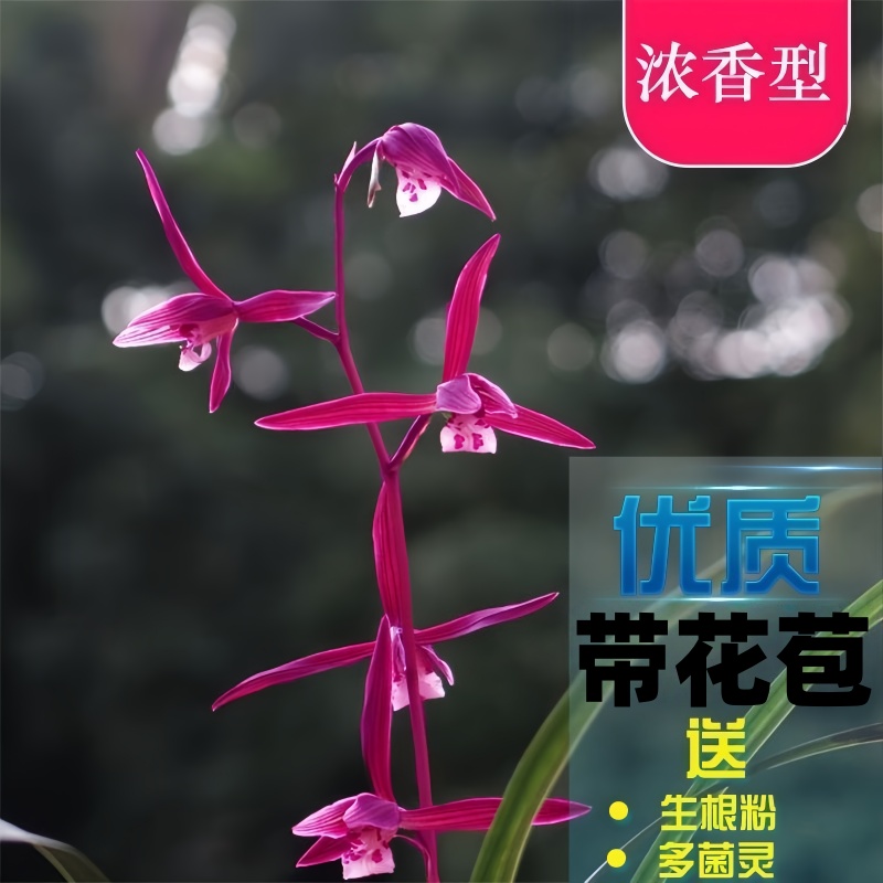 兰花带花苞【紫气东来】新品寒兰名贵花卉大全浓香室内外阳台绿植