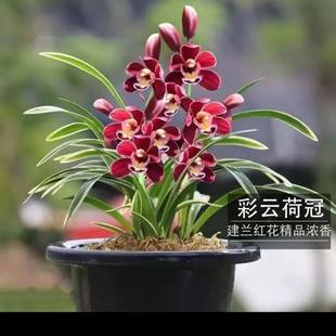 兰花大全【彩云荷冠】老种名品花金边艺浓香兰花好养绿植花卉大全