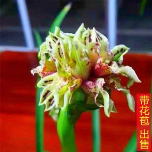 带花苞开花浓香型兰花春兰【朝凤奇蝶】阳台客厅耐寒绿植花卉大全