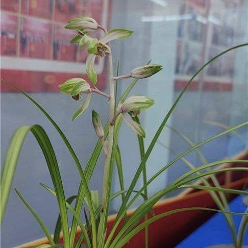 惠兰花艺双全【忆江南】艺草浓香型老种室内盆栽阳台阳台好养