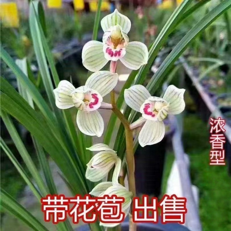 带花苞兰花苗【砀山荷】精品花卉盆裁绿植室内外阳台花卉大全