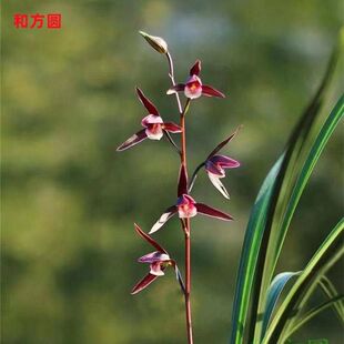 即将上花兰花苗细叶寒兰新品【和方圆】浓香型荷瓣室内外花卉大全