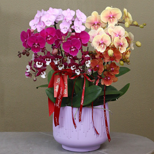 蝴蝶兰【彩花】带花带盆组好伴手礼送礼茶桌婚礼客厅美化装饰