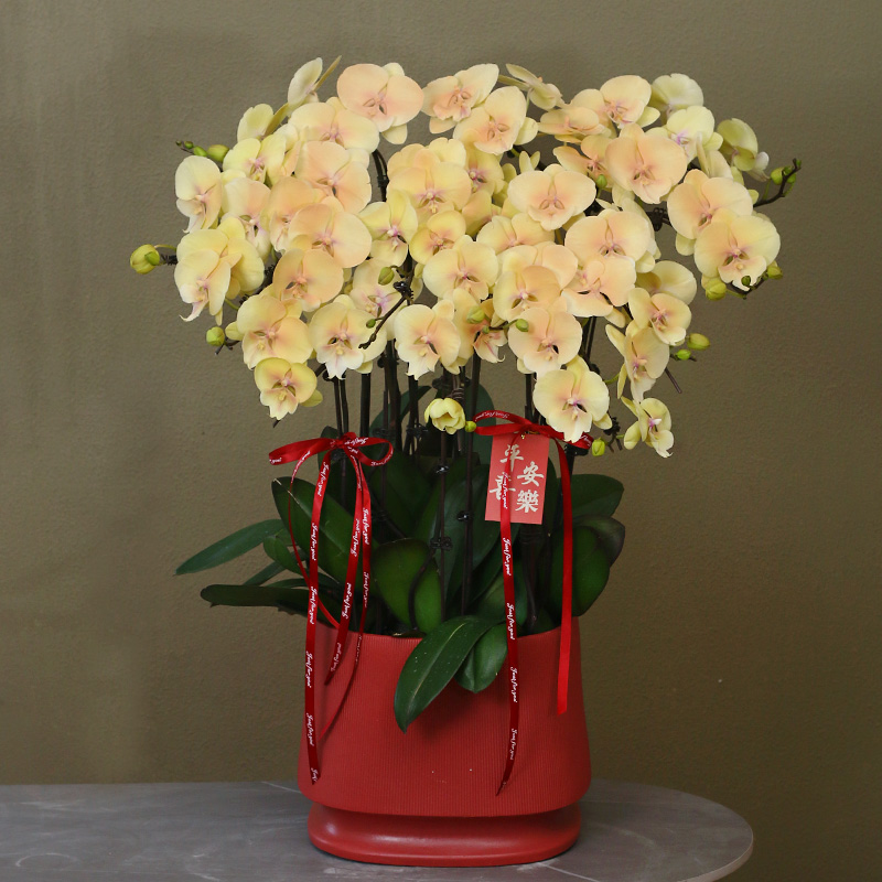 蝴蝶兰【彩虹】带花带盆组好伴手礼茶桌客厅美化活体喷色蝴蝶兰