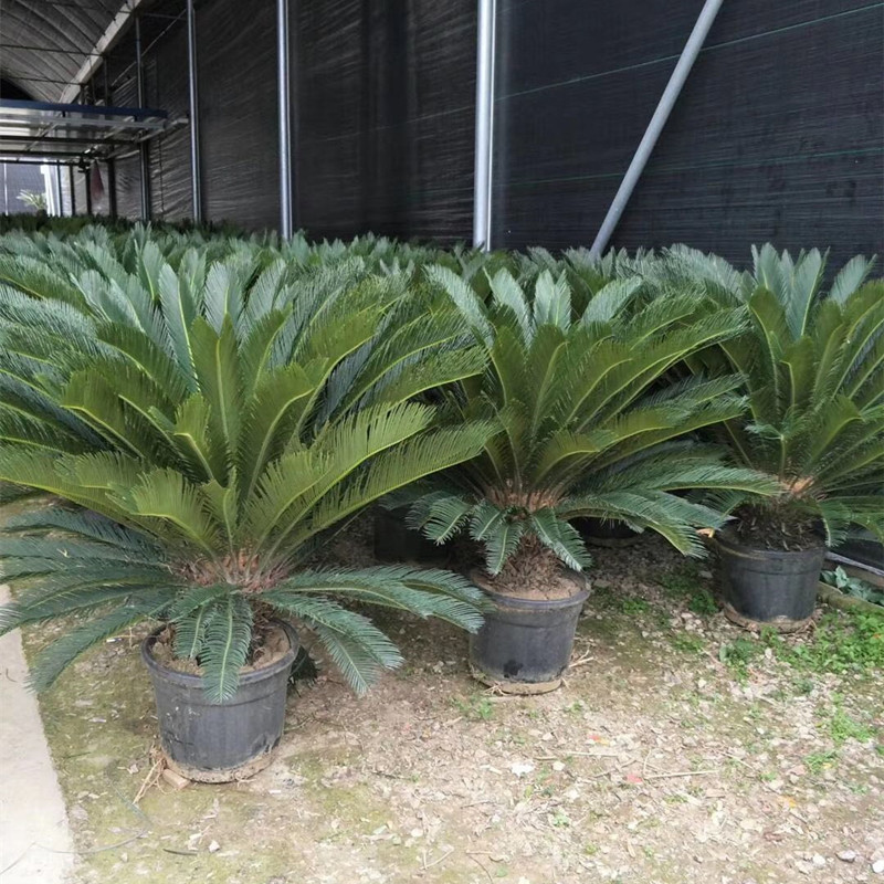 铁树 大型室外盆栽 门口两侧公司别墅工厂耐寒大铁树盆栽带盆原土