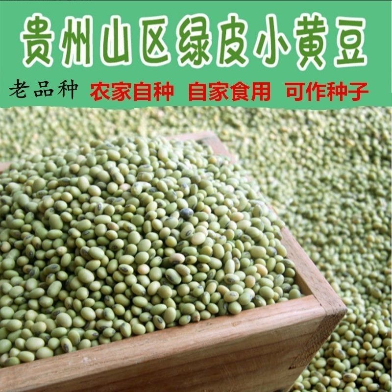贵州山区绿皮小黄豆农家自种新鲜黄豆可做豆腐打豆浆