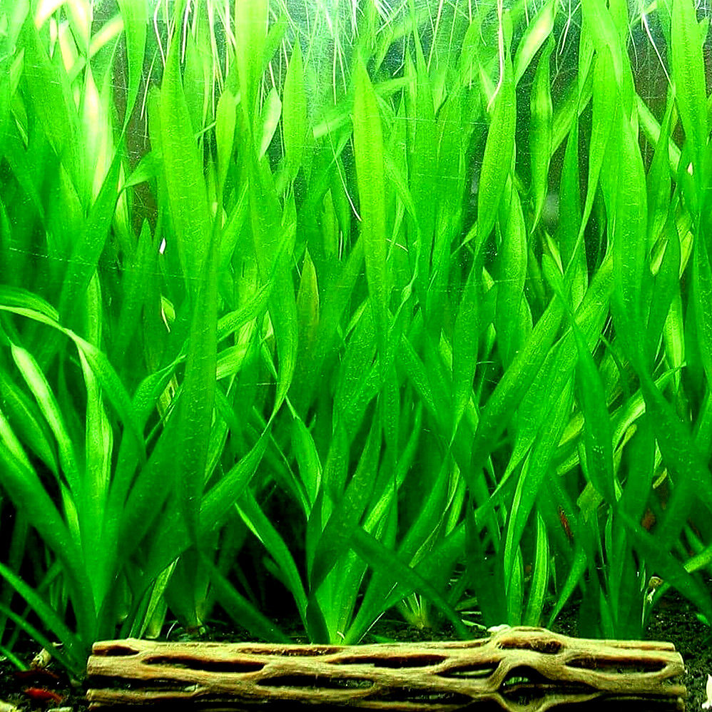 自养水中叶 淡水鱼缸草缸造景有茎类真活体中后景水草 纽兰