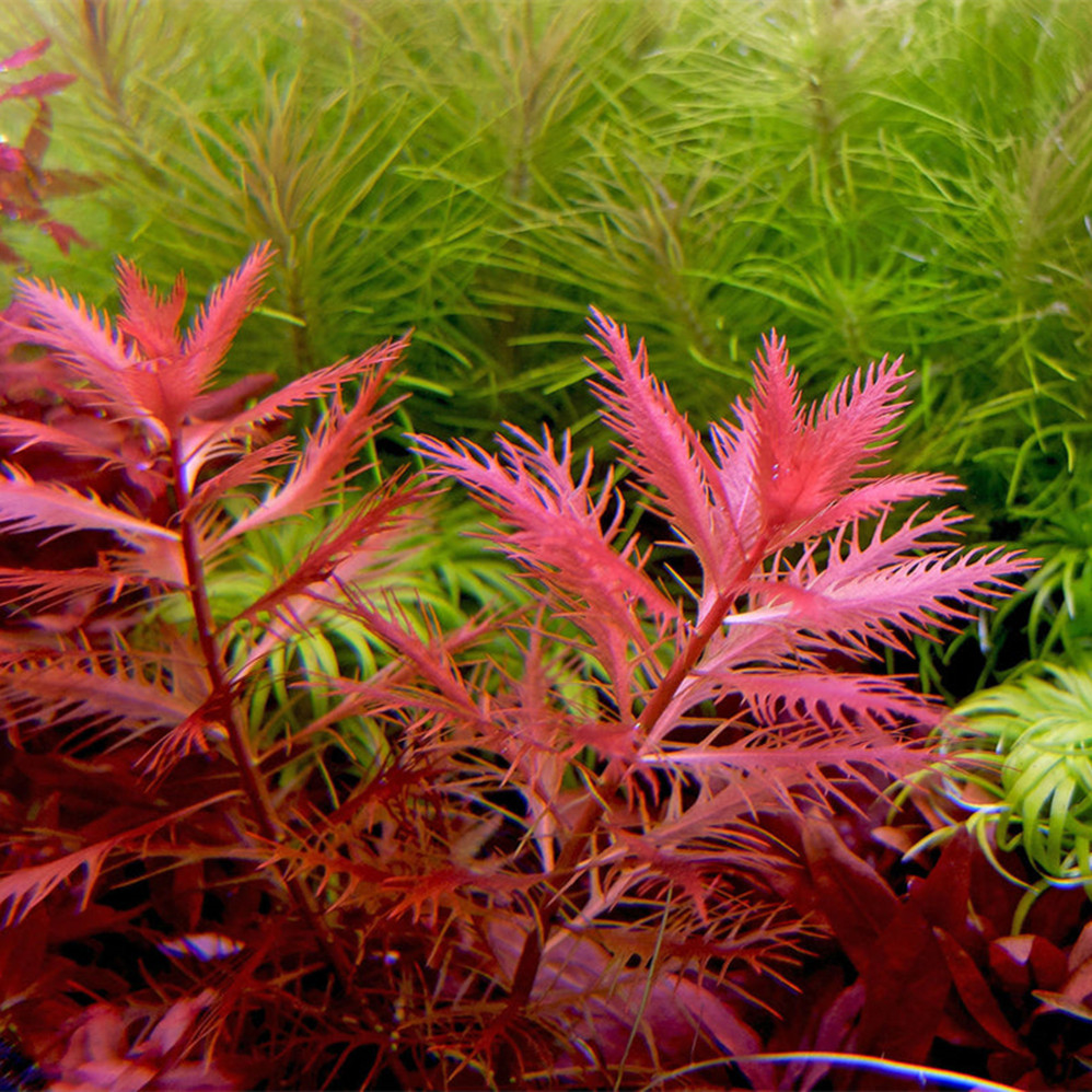 红雨伞 自养水中叶淡水鱼缸装饰草缸造景有茎类真活体中后景水草