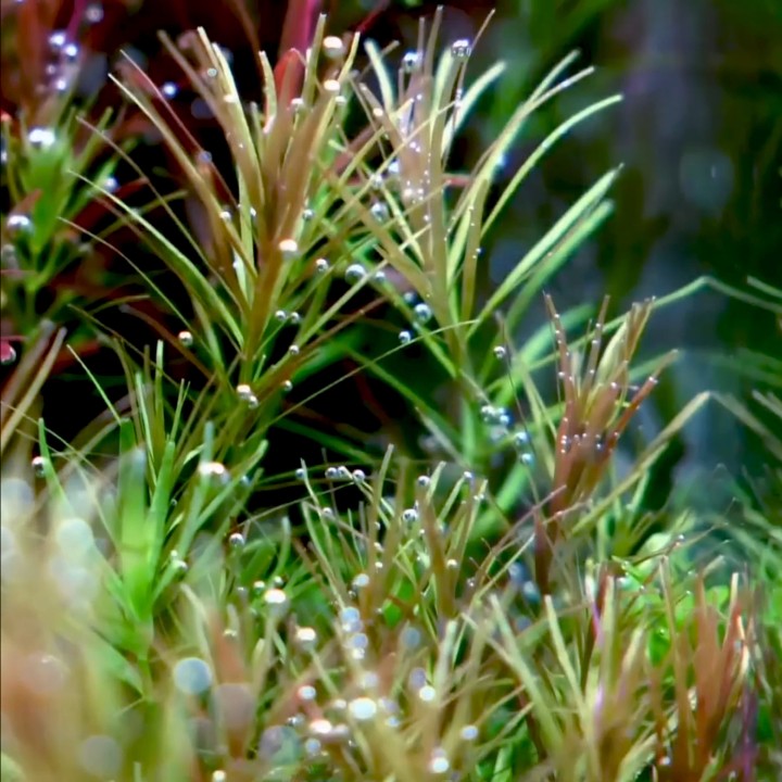 细叶牛顿草房自养水下叶草缸荷兰景草缸造景有茎类活体中后景水草