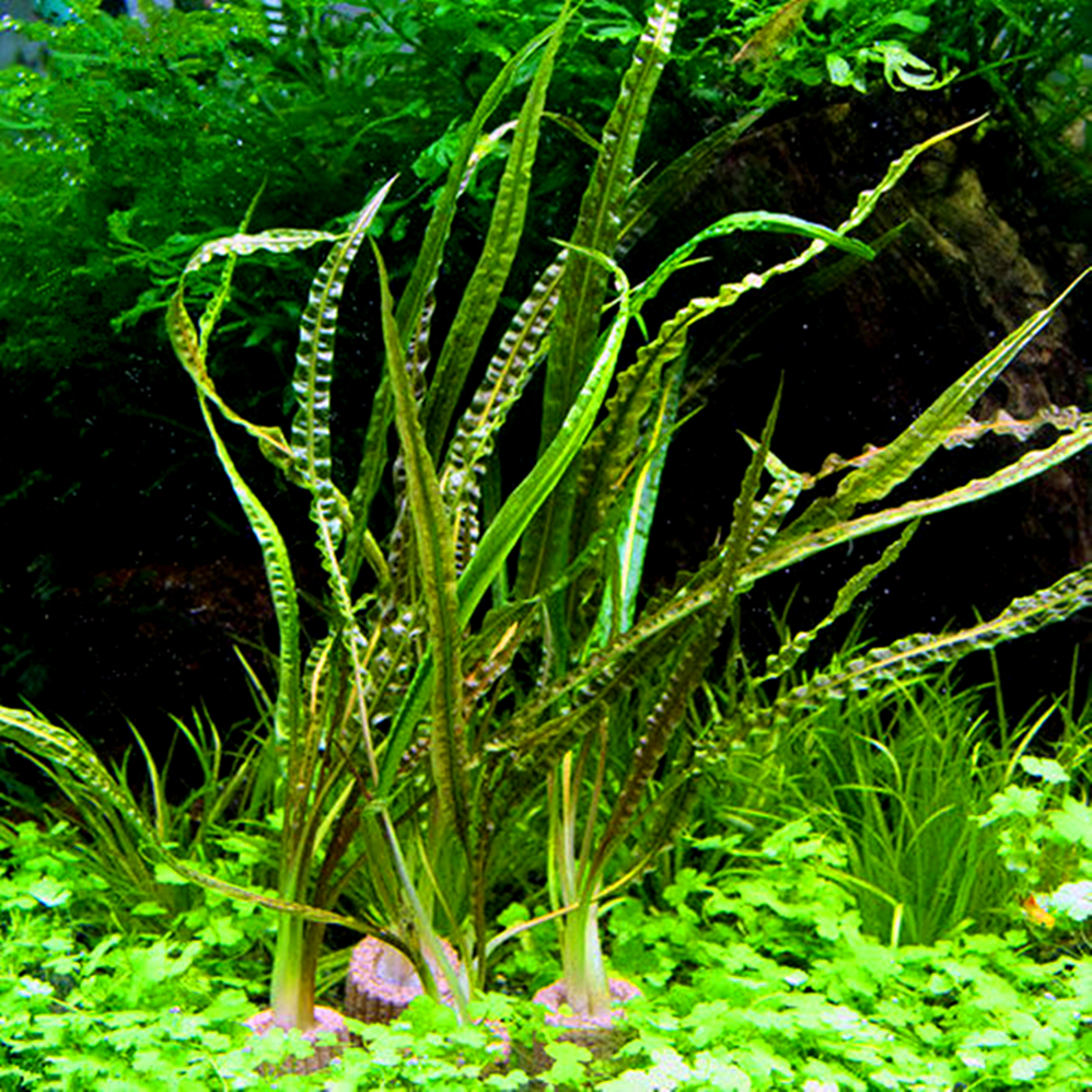 喷泉椒水草活体自养淡水鱼缸造景新手易养入门阴性椒草缎带气泡椒