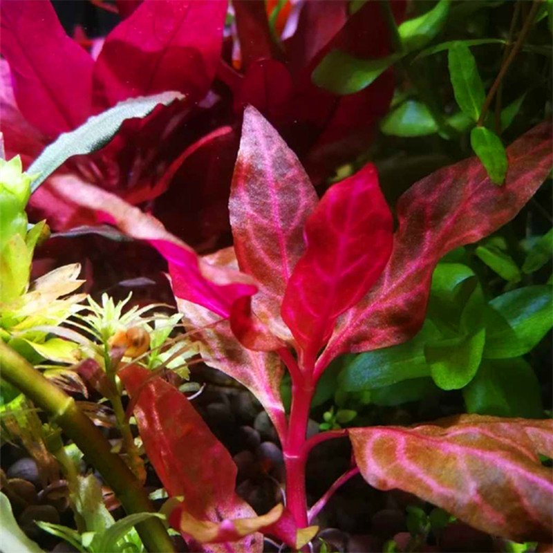 豹纹血心兰 自养水中叶淡水鱼缸草缸造景有茎类真活体中后景水草