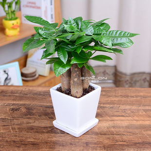 发财树三株盆栽办公室内绿植吸甲醛桌面植物招财树盆景客厅花卉