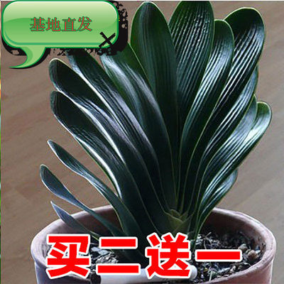 四季君子兰圆头好养大苗花卉植物