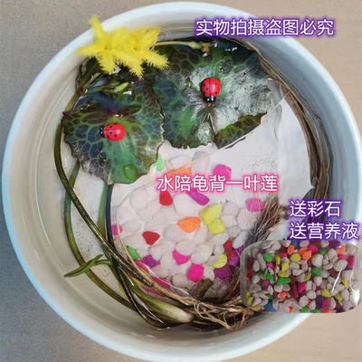 浮萍植物水族箱一叶莲新品种