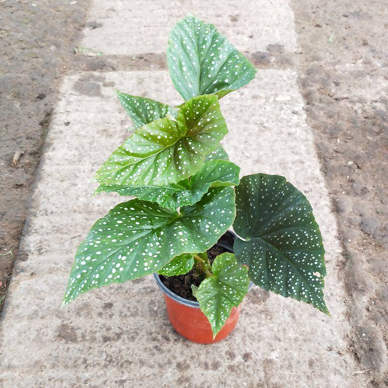 竹节海棠秋海棠四季开花观花花卉绿色植物盆栽室内迷你植物包邮