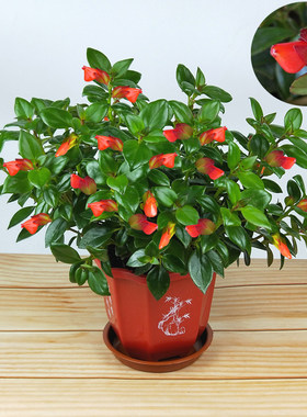 带花盆栽植物金鱼吊兰
