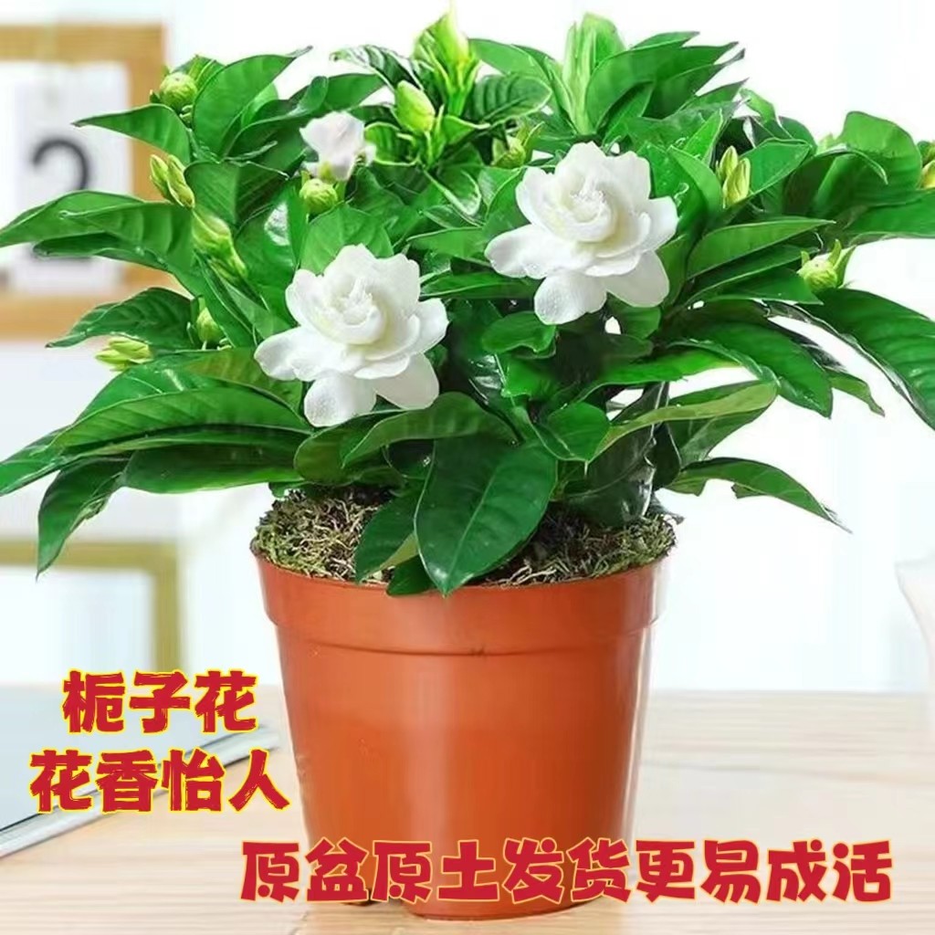 带花苞大叶牡丹栀子花盆栽浓香型花卉四季常青棒棒糖型栀子花树苗