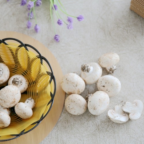 新鲜生长自然现采食用白蘑菇