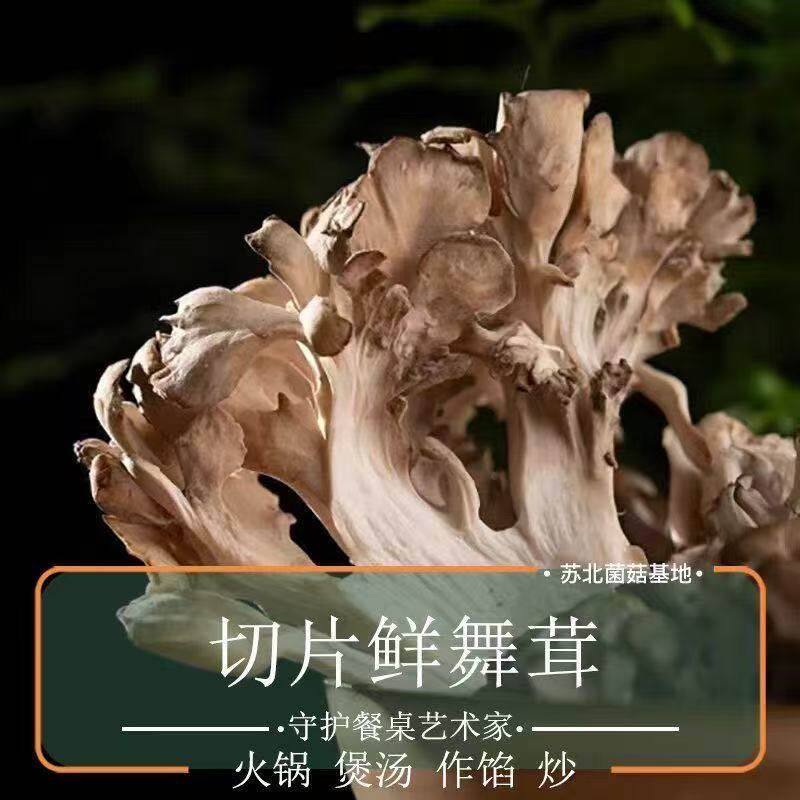 新鲜舞茸灰树花灰菇火锅煲汤作陷菌蘑菇菌类新鲜舞茸茶食材