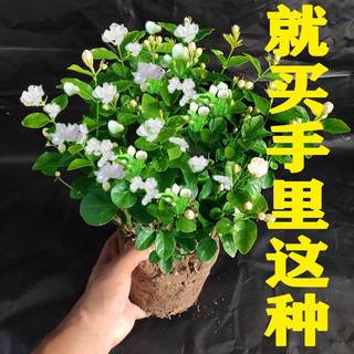 茉莉花盆栽带花苞茉莉花老桩树苗四季浓香型室内阳台庭院花卉绿植