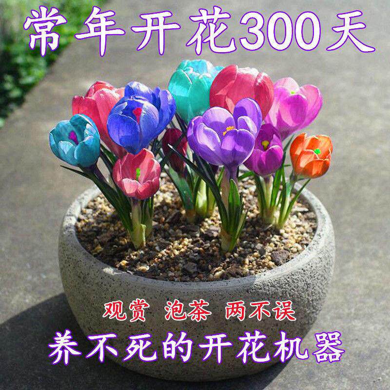 【20装】藏红花四季开花室内花卉植物番红花耐寒净化空气阳台绿植