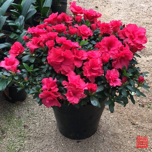 四季开花老桩杜鹃花带花苞盆栽