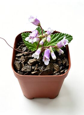 室内桌面好养小蓝花珊瑚岩桐