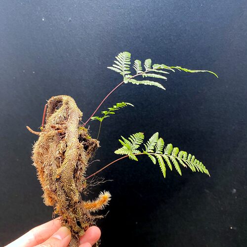 狼尾蕨易养空气净化雨林植物水陆缸假山石园林庭院附生植物墙