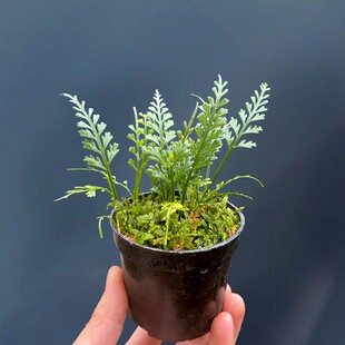 长生铁角蕨小长叶附生蕨小凤尾草绿植盆栽雨林缸造景植物空气净化