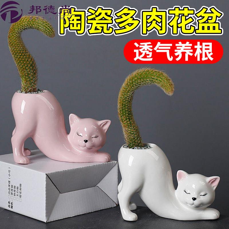 特别好看的花盆卡通可爱猫尾巴柱多肉花盆陶瓷室内阳台植物猴尾巴