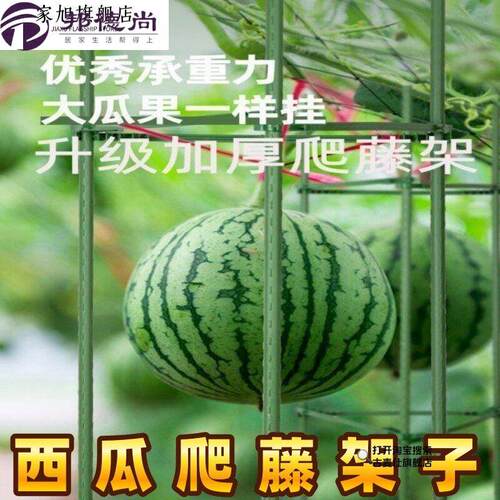 西瓜爬藤架子盆栽火龙果攀爬架月季花绿萝爬藤架包塑钢管支架支柱