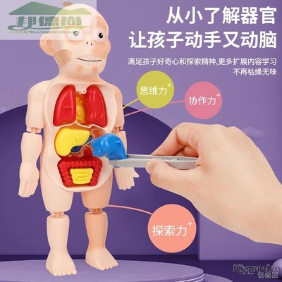 人体结构模型医学仿真玩具儿童科教内脏解剖器官3d可拆卸拼装躯干