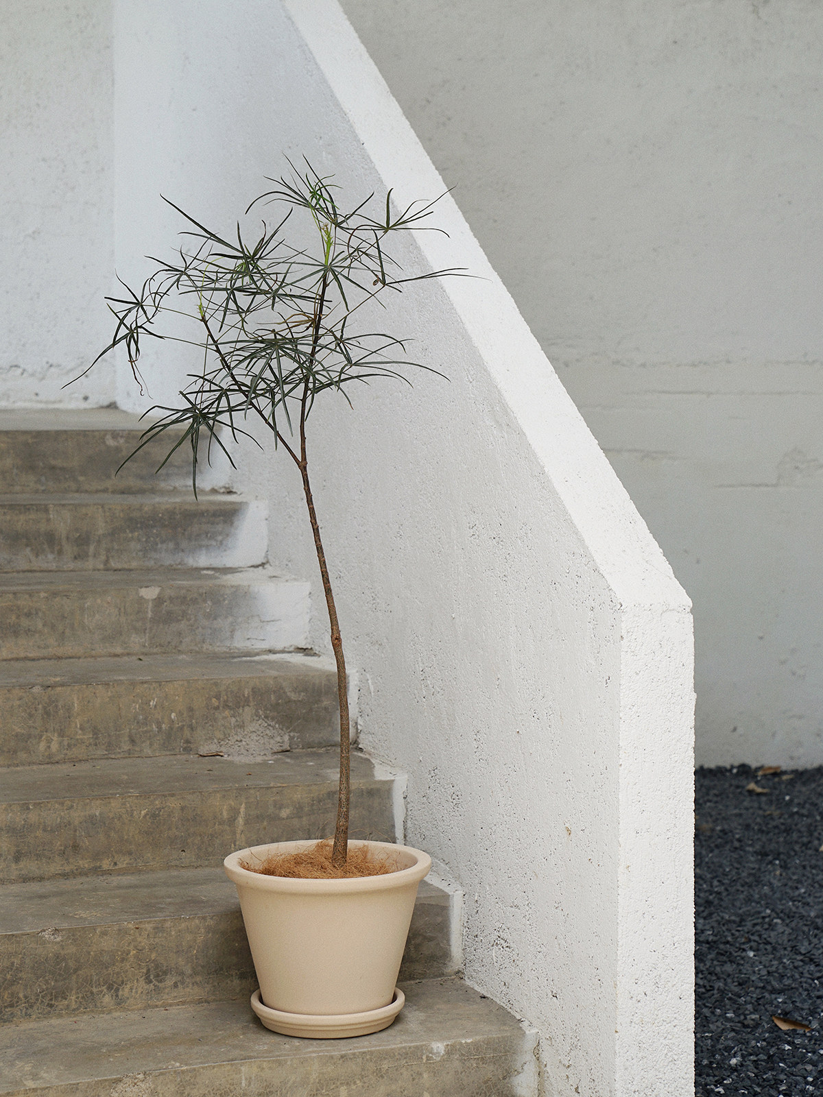 植物私生活 昆士兰瓶树网红细叶小众稀缺诧寂风格落地植物盆栽
