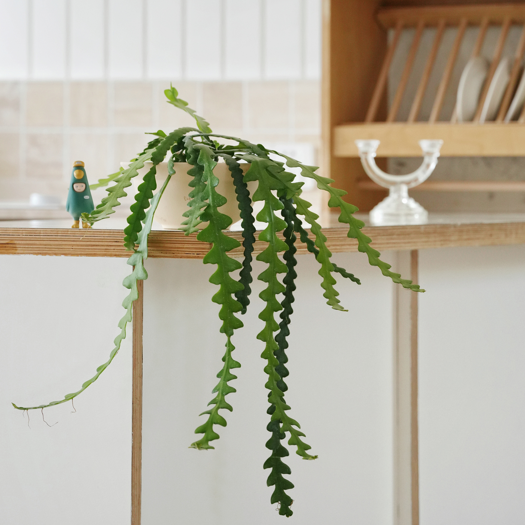 植物私生活 鱼骨令箭有趣的室内耐阴耐旱垂吊多肉植物盆栽可吊盆