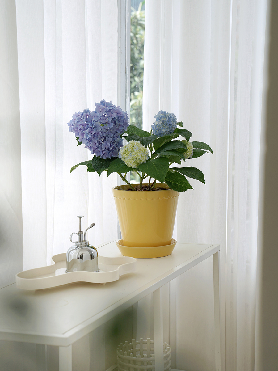 植物私生活夏日梦幻绣球清新蓝色网红阳台新手入门开花植物-封面