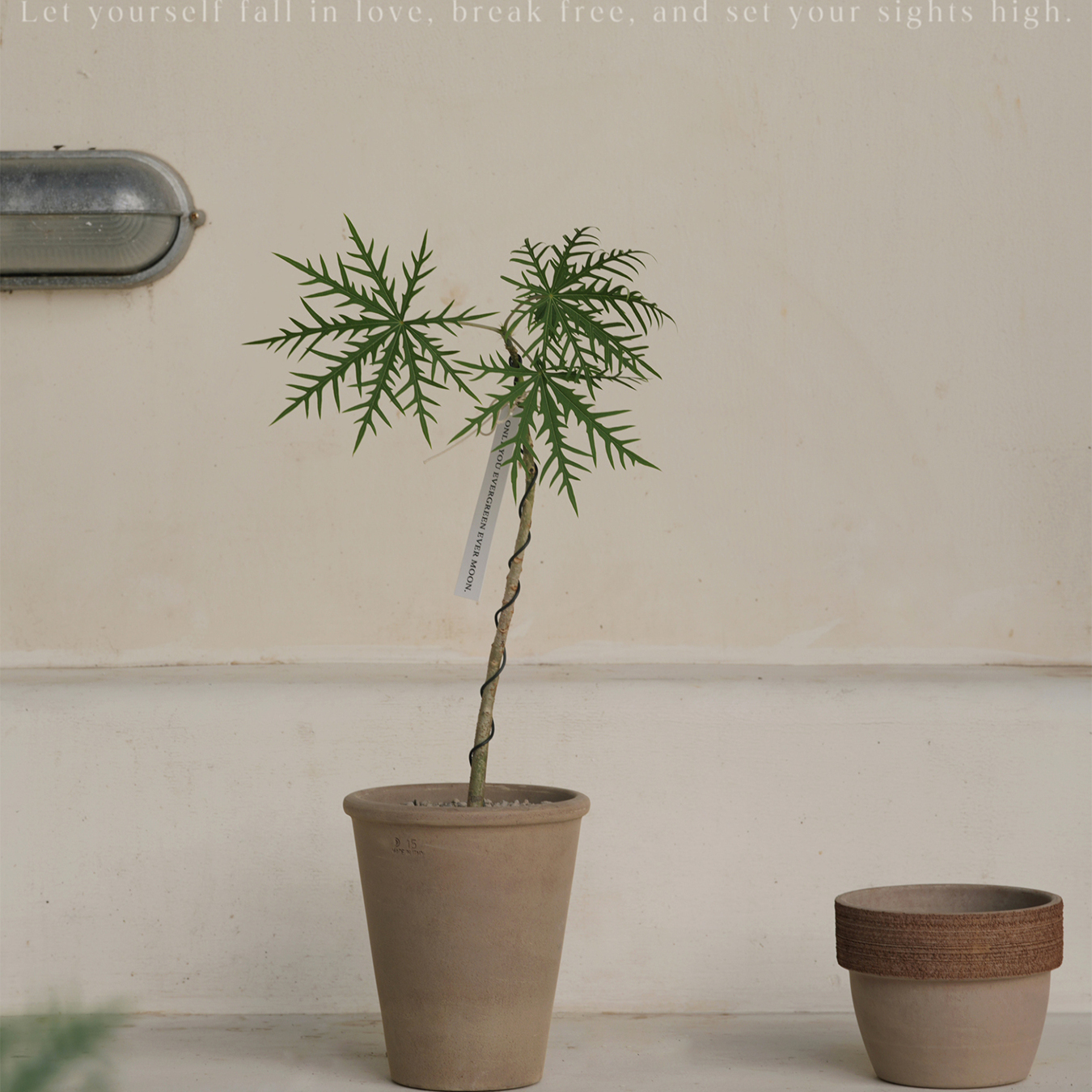 植物私生活 雪花珊瑚油桐细叶麻风树小众稀缺会开花结果植物