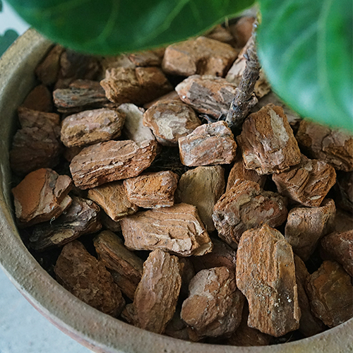 植物私生活 | 松磷松鳞椰丝陶粒园艺绿植多肉花盆铺面装饰在类目 鲜花速递/花卉仿真/绿植园艺, 园艺用品, 家庭园艺肥料/营养土/营养液中 - 来自Buy2taobao.com提供专业的淘宝代购服务