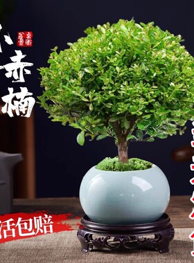 小叶赤楠老桩苗紫檀微景观水培办公室四季好养金丝楠木绿植