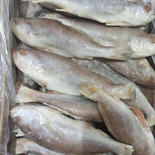 【顺丰包邮】三去菇鱼（已去内脏）冷冻黄菇鱼新鲜黄鱼野生海鱼