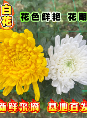 新鲜菊花鲜花菊花鲜切黄菊白菊花基地直发黄白大菊花清明祭祀用花