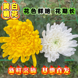 新鲜菊花鲜花菊花鲜切黄菊白菊花基地直发黄白大菊花清明祭祀用花