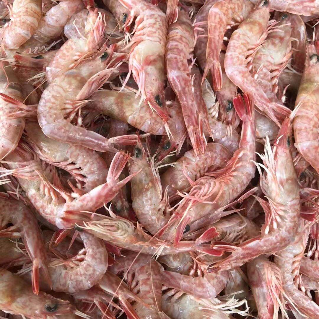 神泉港本港海狗虾 外海狗虾 古虾 樱花虾 海虾 鲜甜海虾