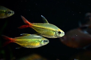 红尾科佩依翠绿南美高端野生灯科鱼观赏鱼热带鱼稀有进口群游混养