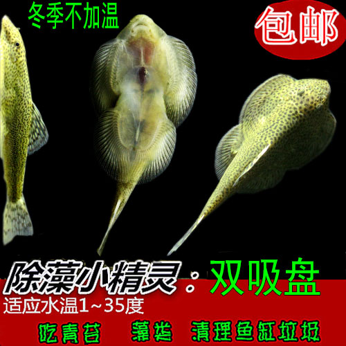 鳅贵州爬岩鳅琵琶鱼小提琴鱼清道夫双吸盘鱼除藻除苔鱼活体冷水鱼