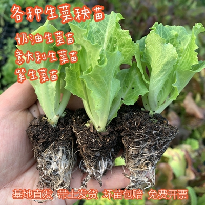 生菜苗耐寒蔬菜苗意大利生菜紫叶生菜苗罗马生菜奶油生菜四季生菜