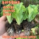 生菜苗耐寒蔬菜苗意大利生菜紫叶生菜苗罗马生菜奶油生菜四季 生菜