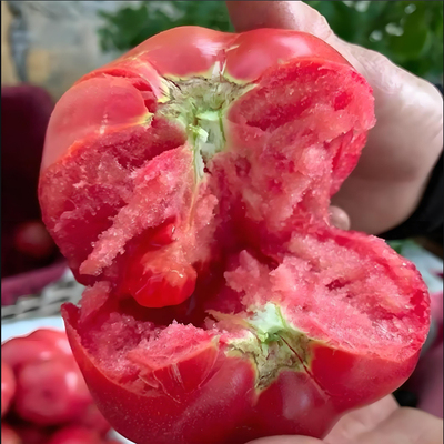 西红柿苗番茄小番茄红圣女苗紫长茄辣椒苗甜瓜苗黄瓜生菜苗丝瓜苗