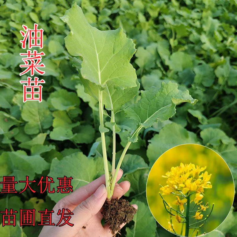 油菜苗油菜花苗农田种植油菜秧苗可做移栽苗阳台盆栽绿化环境公园,鲜花速递/花卉仿真/绿植园艺,种苗/半成品盆栽,淘宝优惠券,粉丝福利购,淘宝优惠卷
