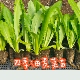 四季 油麦菜秧苗秋冬耐寒蔬菜苗生菜苗奶油生菜苗意大利生菜阳台