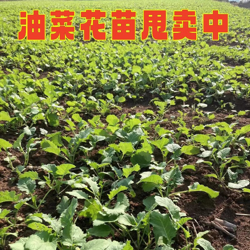 西芝盆栽绿化环境公园油菜苗榨油